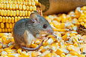 ROD 06 TK0004 01
Deer Mouse Sitting On Corn Holding Tail