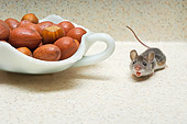 ROD 06 TK0005 01
Deer Mouse Crouching By Bowl Of Nuts