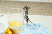 ROD 06 TK0006 01
Deer Mouse Standing Peeking Into Glass Of Orange Juice