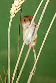 ROD 06 WF0001 01
Harvest Mouse Climbing Wheat Stalks