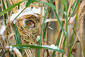 ROD 06 KH0001 01
Harvest Mouse Peeking Out Of Nest In Grass And Snow