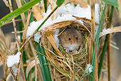 ROD 06 KH0002 01
Harvest Mouse Peeking Out Of Nest In Grass And Snow