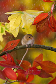 ROD 06 KH0003 01
Harvest Mouse Sitting On Branch Under Autumn Leaves In Rain