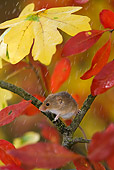 ROD 06 KH0004 01
Harvest Mouse Sitting On Branch Under Autumn Leaves In Rain
