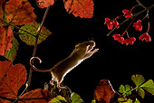 ROD 06 KH0005 01
Harvest Mouse Standing On Branch Reaching For Flowers In Foliage