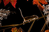 ROD 06 KH0006 01
Harvest Mouse Walking On Plant Stem