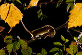 ROD 06 KH0007 01
Harvest Mouse Walking On Branch Carrying Baby