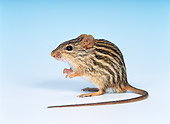 ROD 06 KH0008 01
Barbary Striped Grass Mouse Sitting Studio