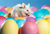 ROD 06 RS0003 01
White Mouse Sitting On Easter Eggs