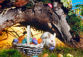 ROD 06 RS0004 01
White Mouse Collecting Jelly Beans In Basket (Easter Egg Hunt) On Grass By Tree Trunk
