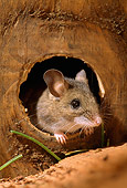 ROD 06 TK0001 01
Deer Mouse Sitting In Hole