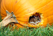 ROD 06 TK0002 01
Deer Mouse Sitting In Hole In Pumpkin On Grass