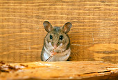 ROD 06 TK0003 01
Deer Mouse Holding Tail
