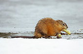 ROD 07 WF0001 01
Muskrat Eating Reed Stem By Edge Of Water