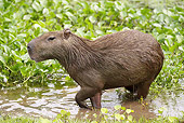 ROD 08 JE0001 01
Capybara Walking Through Shallow Water In Los Llanos, Venezuela