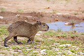 ROD 08 JE0002 01
Capybara Walking Toward Water In Los Llanos, Venezuela