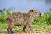 ROD 08 JE0003 01
Capybara Walking Through Grass In Los Llanos, Venezuela