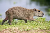 ROD 08 JE0004 01
Capybara Walking Through Grass In Los Llanos, Venezuela
