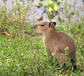 ROD 08 JE0005 01
Capybara Standing In Grass In Los Llanos, Venezuela