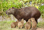 ROD 08 JE0006 01
Capybara Mother Nursing Young In Los Llanos, Venezuela