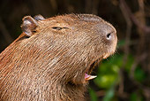 ROD 08 MC0001 01
Head Shot Of Capybara Yawning In Jungle Brazil