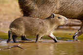 ROD 08 MC0002 01
Close-Up Of Capybara Walking Through Shallow Water With Young Brazil
