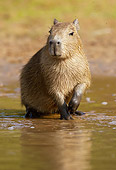 ROD 08 MC0003 01
Capybara Standing In Shallow Water Brazil