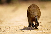 ROD 08 MC0004 01
Back View Of Capybara Running On Sand Brazil