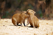ROD 08 MC0005 01
Two Capybaras Nuzzling On Sand Brazil