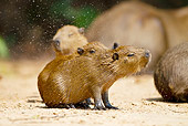 ROD 08 MC0006 01
Capybara Shaking Off Sand Brazil