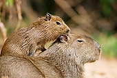 ROD 08 MC0007 01
Close-Up Of Capybara Baby On Back Of Mother Brazil