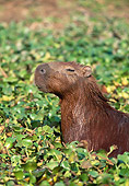ROD 08 WF0001 01
Portrait Of Wet Capybara Sitting In Vegetation
