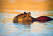 ROD 08 WF0002 01
Capybara Swimming In Water At Sunset Pantanal, Brazil