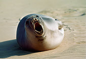 SEA 01 BA0001 01
Elephant Seal Barking On Sand