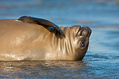 SEA 01 KH0001 01
Young Southern Elephant Seal Scratching Neck On Beach Falklands