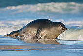 SEA 01 KH0002 01
Young Southern Elephant Seal Entering Ocean