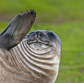 SEA 01 KH0003 01
Young Southern Elephant Seal Waving Fin On Grass Falklands