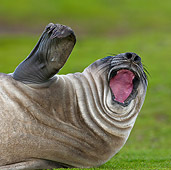 SEA 01 KH0004 01
Young Southern Elephant Seal Yawning And Waving Fin On Grass Falklands
