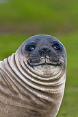 SEA 01 KH0005 01
Portrait Of Young Southern Elephant Seal On Grass Falklands