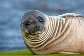 SEA 01 KH0006 01
Portrait Of Young Southern Elephant Seal Laying On Grass By Ocean Falklands