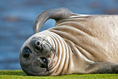SEA 01 KH0007 01
Young Southern Elephant Seal Scratching Neck On Grass Falklands