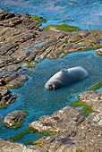 SEA 01 KH0009 01
Young Southern Elephant Seal In Small Pool At Low Tide Falklands