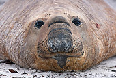 SEA 01 KH0010 01
Portrait Of Male Southern Elephant Seal On Beach Falklands
