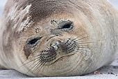SEA 01 KH0011 01
Portrait Of Young Southern Elephant Seal On Beach Falklands