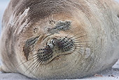 SEA 01 KH0012 01
Portrait Of Young Southern Elephant Seal With Eyes Closed On Beach Falklands