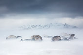 SEA 01 KH0013 01
Southern Elephant Seal Females With Young In Blizzard South Georgia, Antarctica