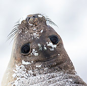 SEA 01 KH0014 01
Head Shot Of Southern Elephant Seal Female In South Georgia, Antarctica