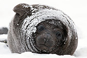 SEA 01 KH0015 01
Young Southern Elephant Seal Covered With Snow In South Georgia, Antarctica