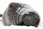 SEA 01 KH0016 01
Young Southern Elephant Seal Covered With Snow In South Georgia, Antarctica