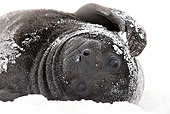 SEA 01 KH0017 01
Young Southern Elephant Seal Laying On Back In Snow In South Georgia, Antarctica